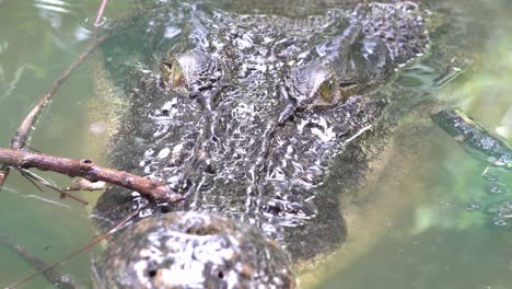 Estuarine-crocodile-hide-in-the-pond